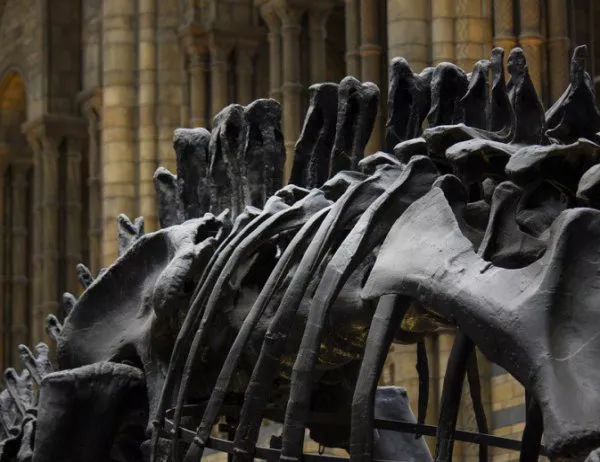 Откриха следи от най-гигантските динозаври, обитавали Земята
