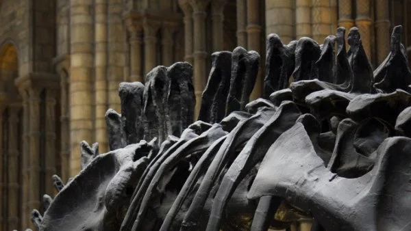 Откриха следи от най-гигантските динозаври, обитавали Земята
