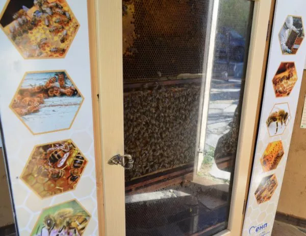 В София откриха "Музей на пчелата"