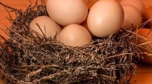 Ето как да разберете дали яйцата са пресни 