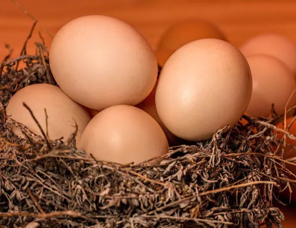 Учени създават лекарства в кокоши яйца