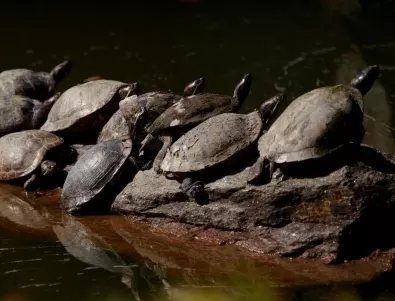 Откриха 185 костенурки в куфар на летището в Галапагос
