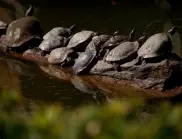 Проучване за костенурки и змии заради АМ "Струма" в Кресненското дефиле: Никой не иска, АПИ дава повече пари