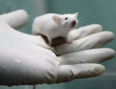 Научна теория: Заради мишка човечеството сега се сблъска с Омикрон