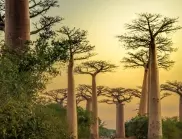 Учените разкриват мистерията с произхода на древното „дърво на живота“