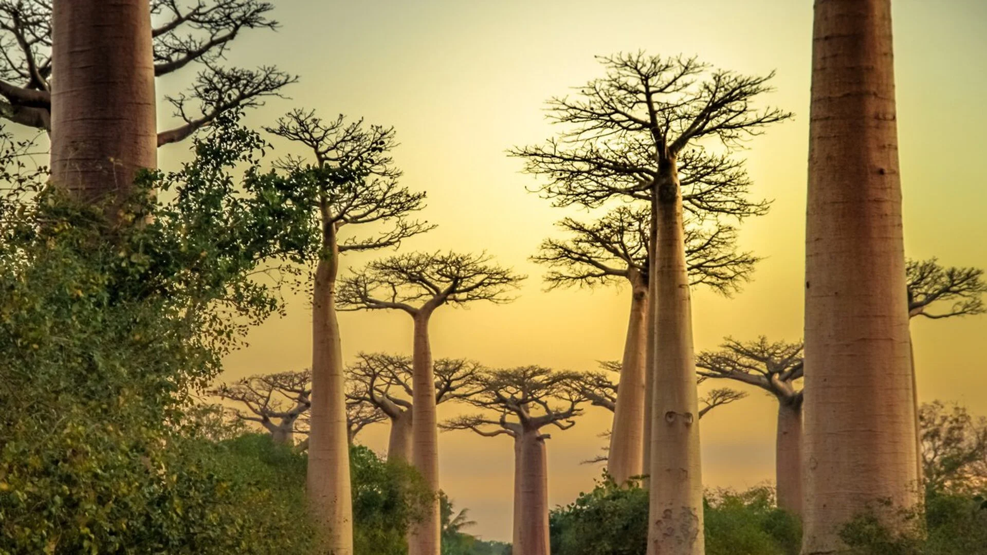 Учените разкриват мистерията с произхода на древното „дърво на живота“