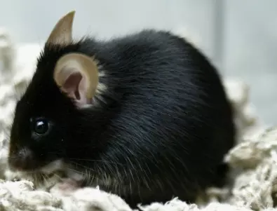 Как да се отървете от мишките в лятната вила: Прости, но ефективни начини
