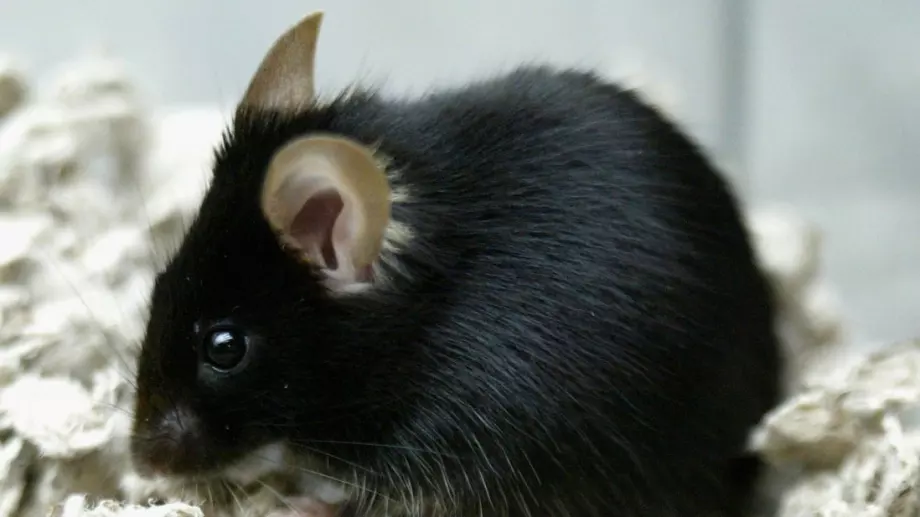 Как да се отървете от мишките в лятната вила: Прости, но ефективни начини