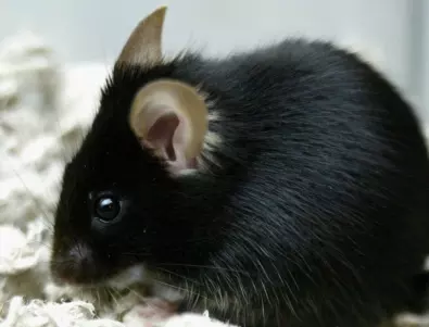 Ето как ефективно да се отървете от мишките в дома си