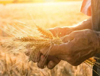 Кои държави са най-големи производители на пшеница?