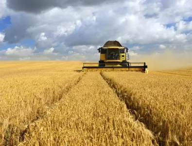 Опасения за лоша реколта от пшеница заради сушата