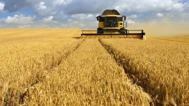 Опасения за лоша реколта от пшеница заради сушата