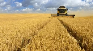 Земеделците са прибрали 624 тона пшеница до момента - със 17% по-малко от 2016 г.