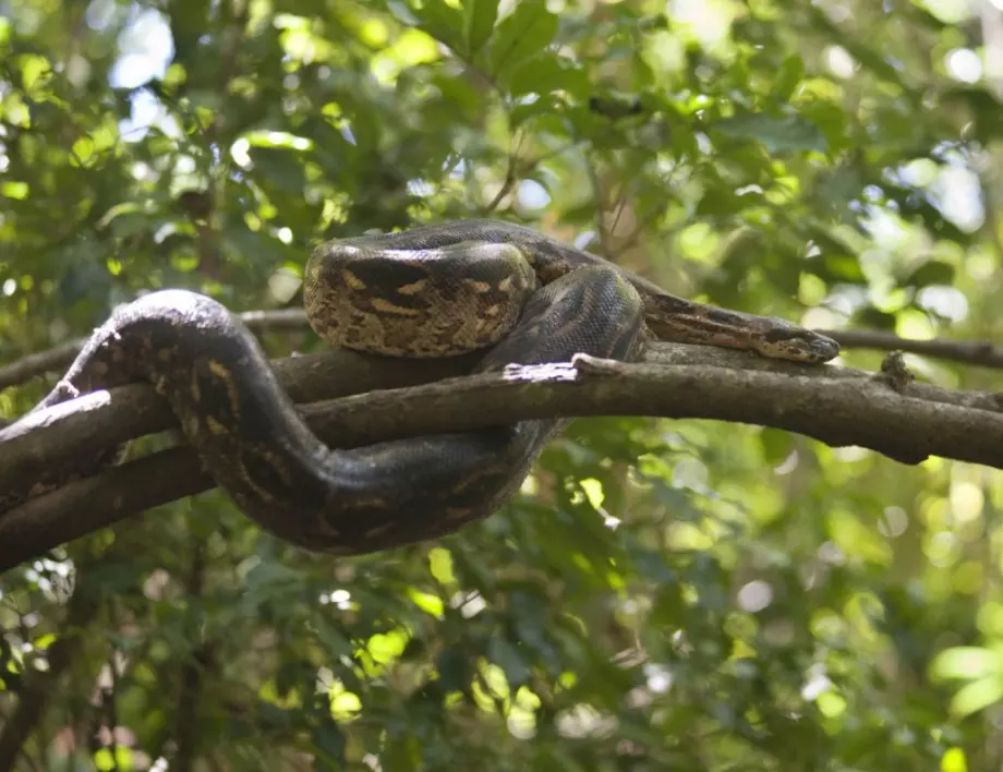 Змиите са най-вероятния източник на огнището на новия коронавирус  