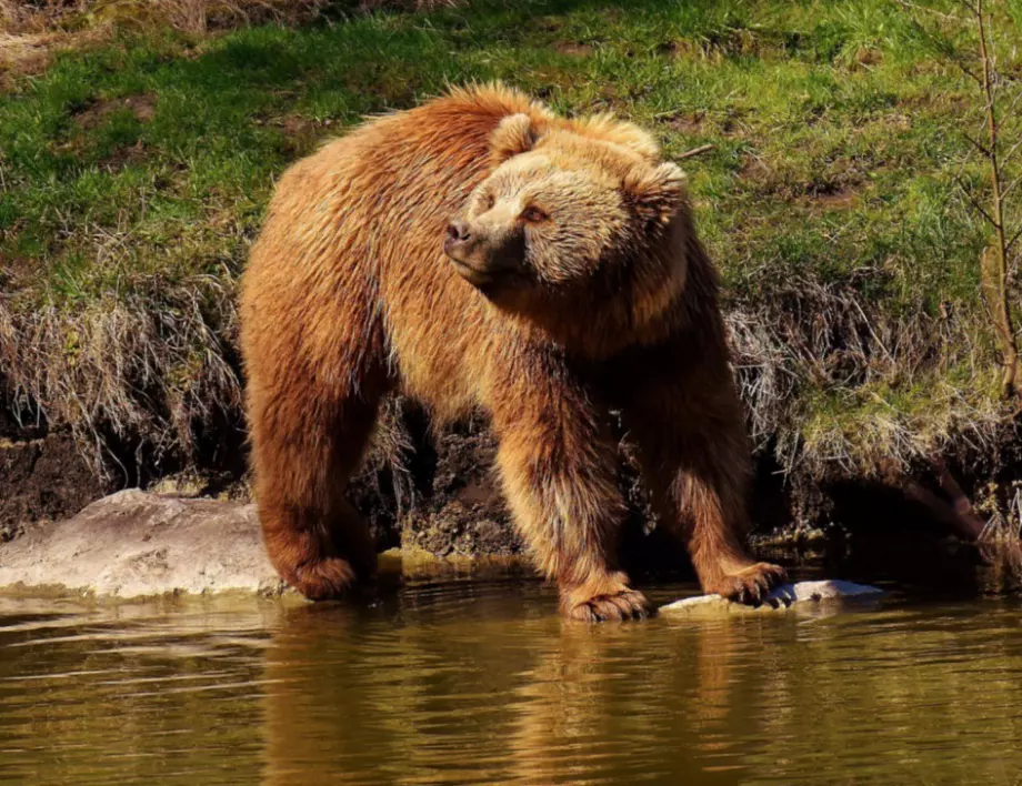 Глоба за майка, позволила на децата си да хранят дива мечка