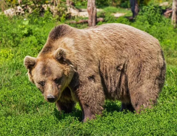 Мечките излязоха по българските планини, как да оцелеете при среща с мечка