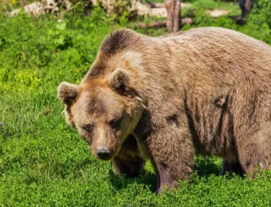 Гладни мечки нападнаха румънски град