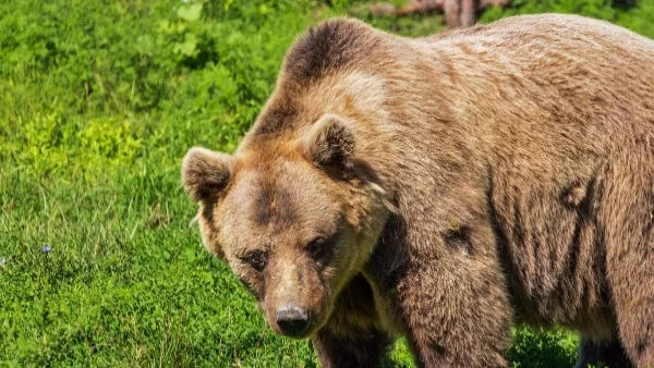 В Румъния ще умъртвяват мечти и вълци заради нападения над хора