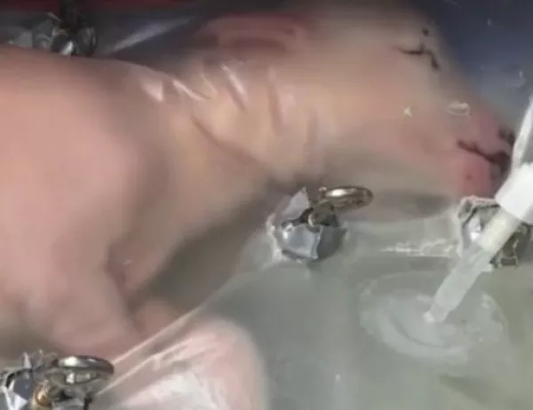 Учени отгледаха агнешки ембрион в найлонова торбичка (ВИДЕО)