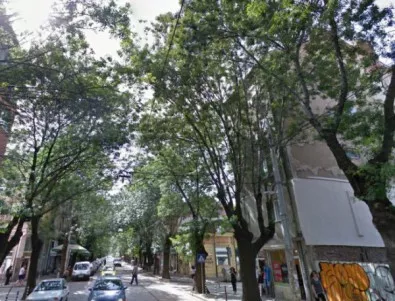 Екоактивисти: Половинвековни здрави дървета в София ще бъдат премахнати заради метрото