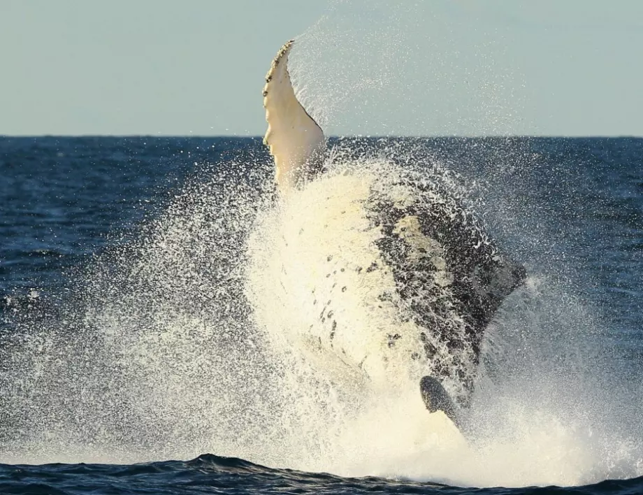 Сив кит се загуби в Средиземно море и се появи край Ница 