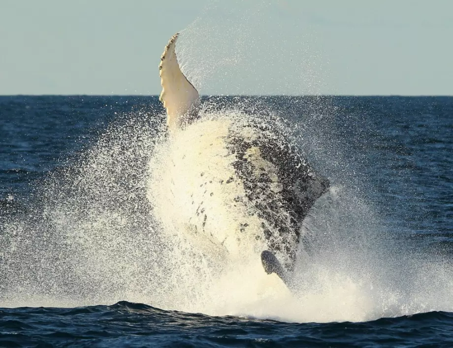 Няма да повярвате колко храна изяждат китовете