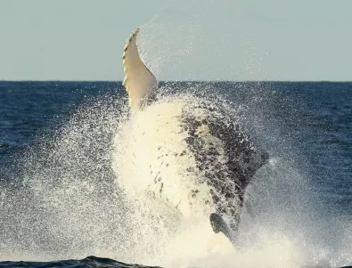 Синхрон на китове впечатли семейство край бреговете на Масачузетс (ВИДЕО)