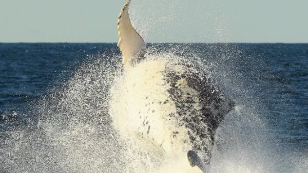 В САЩ се чудят защо напоследък гърбатите китове измират масово