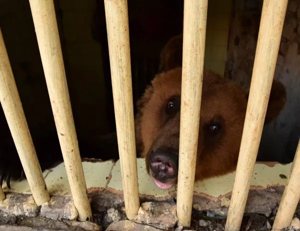 Нов обитател в Парка за танцуващи мечки пристигна от Албания