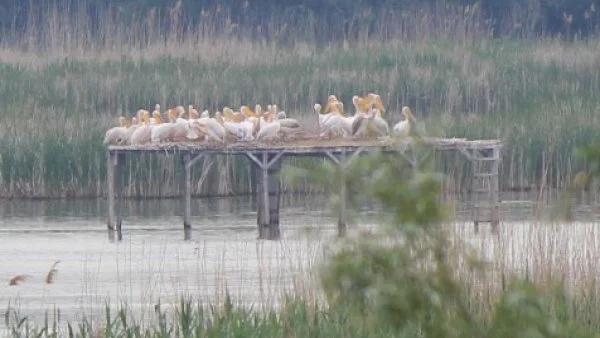 Нараснал е броят на двойките къдроглави пеликани, гнездящи на остров Персина