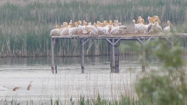 Първата група къдроглави пеликани бе забелязана над "Сребърна"