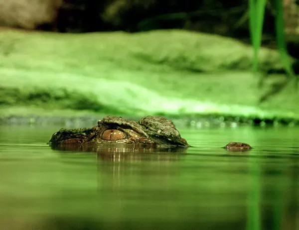"Удивителното около нас": Безстрашна разходка под носовете на гладни крокодили (ВИДЕО)