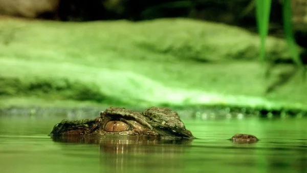 "Удивителното около нас": Безстрашна разходка под носовете на гладни крокодили (ВИДЕО)