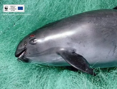 WWF: Последните 30 екземпляра от най-редките морски бозайници трябва да бъдат спасени сега