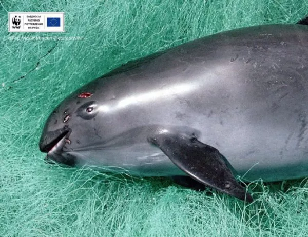WWF: Последните 30 екземпляра от най-редките морски бозайници трябва да бъдат спасени сега