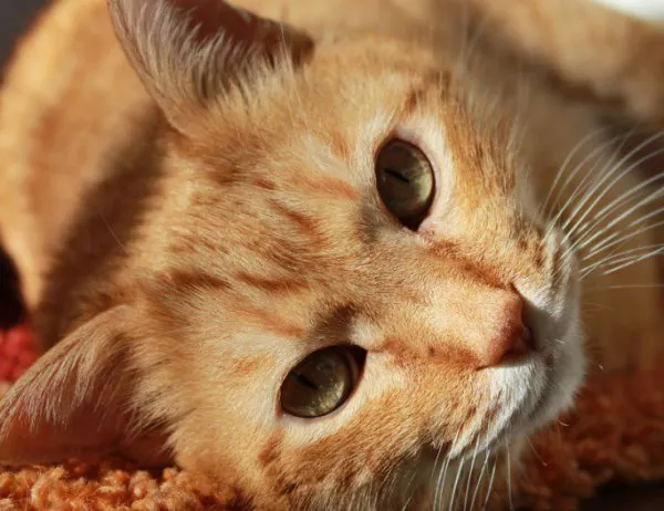 Котка стана обект на съдебни дела - въпросът е къде да живее