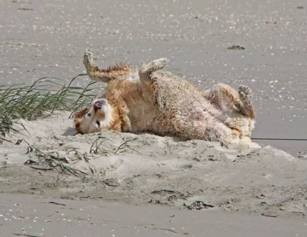 "Удивителното около нас": Кучешка гимнастика за добра форма на плажа (ВИДЕО)