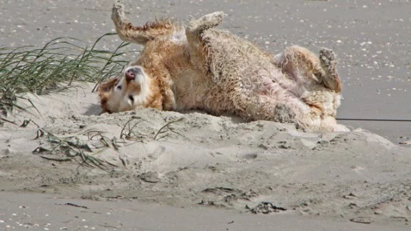 "Удивителното около нас": Кучешка гимнастика за добра форма на плажа (ВИДЕО)