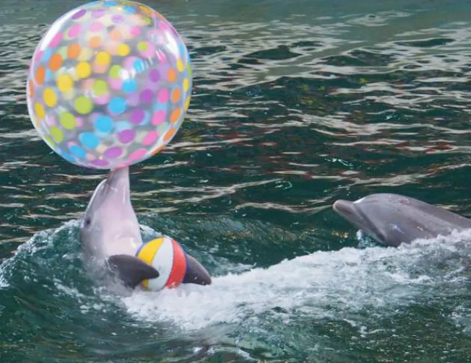 Спорна поправка ще разреши тюлени да участват в представления във варненския делфинариум