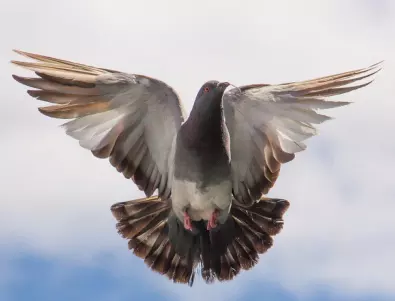 Поверия за гълъби - носят важна промяна в живота!