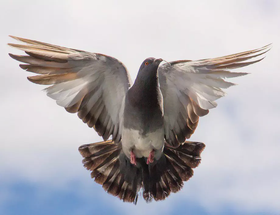 Поверия за гълъби - носят важна промяна в живота!