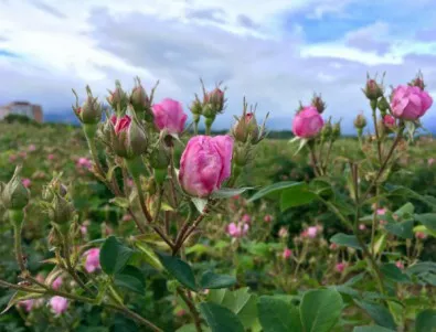Правителството одобри проектозакон за маслодайната роза