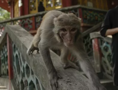 Маймуни откраднаха кръвни проби възможно заразени с COVID-19 в Индия (ВИДЕО)