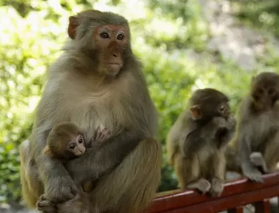 Коронавирусът скара маймуните в Тайланд (ВИДЕО)