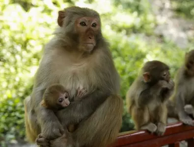 Дива маймуна тероризира деца в Япония, нападнала 10 за две седмици 