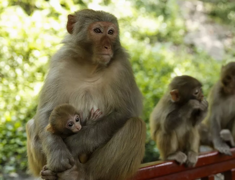 На Маймуни ще станат тези 3 зодии през Юни