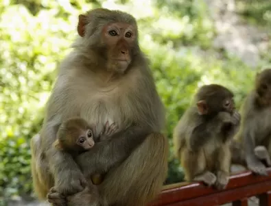 Срещата на Г-20 в Делхи може да бъде превзета от маймуни