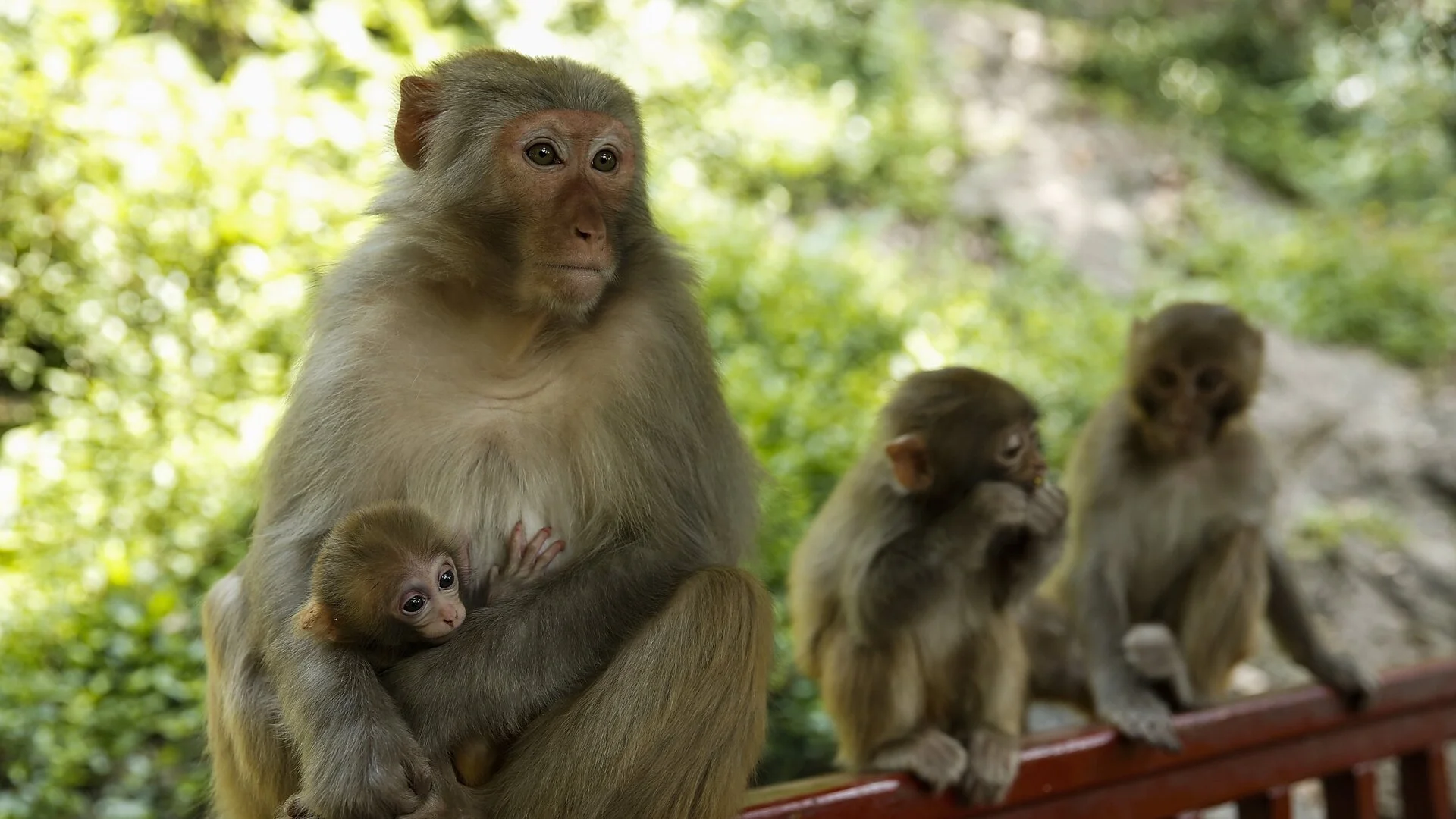 Хиляди маймуни нападнаха Тайланд (ВИДЕО)