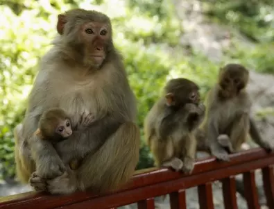Хиляди маймуни нападнаха Тайланд (ВИДЕО)