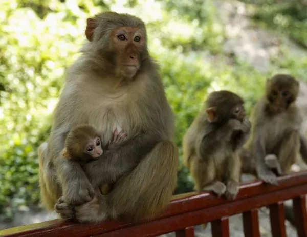 Хиляди гладни маймуни опустошиха две села в Тайланд